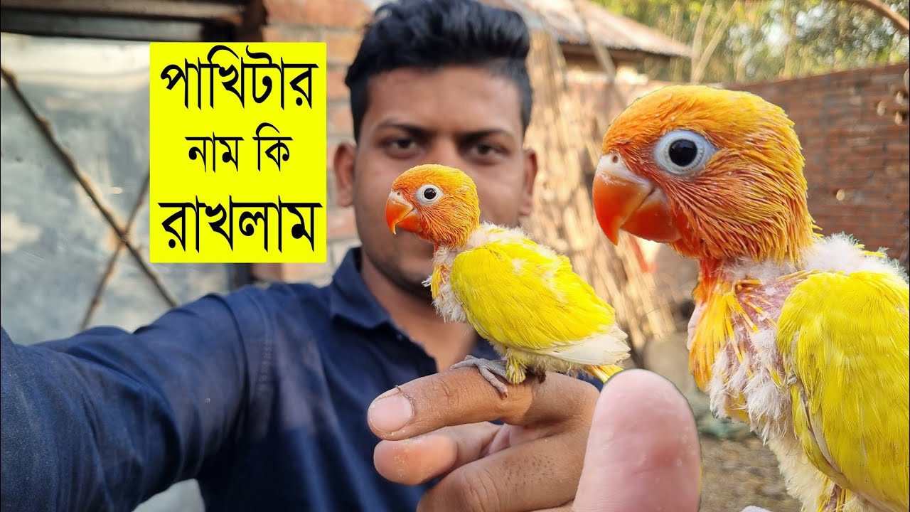 আমার পাখিটার আজ নাম রাখলাম 🥰 | Sahin showkat