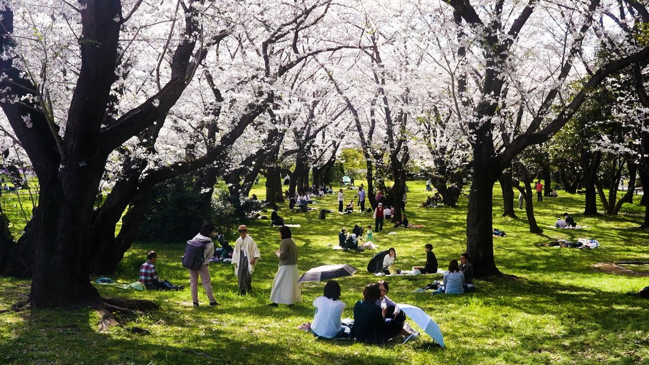 桜が満開　国営昭和記念公園