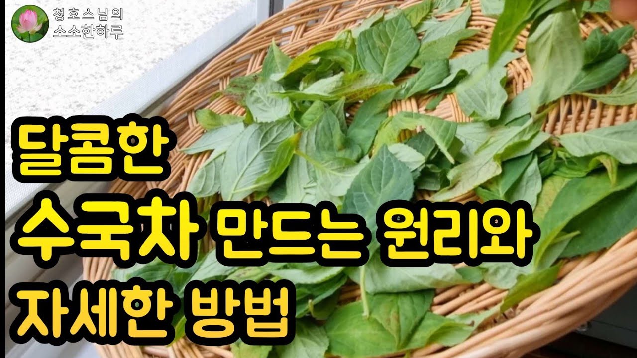 당뇨에 좋은 수국차만들기 어렵지 않아요
