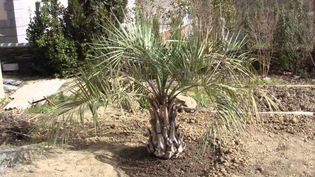 Butia capitata