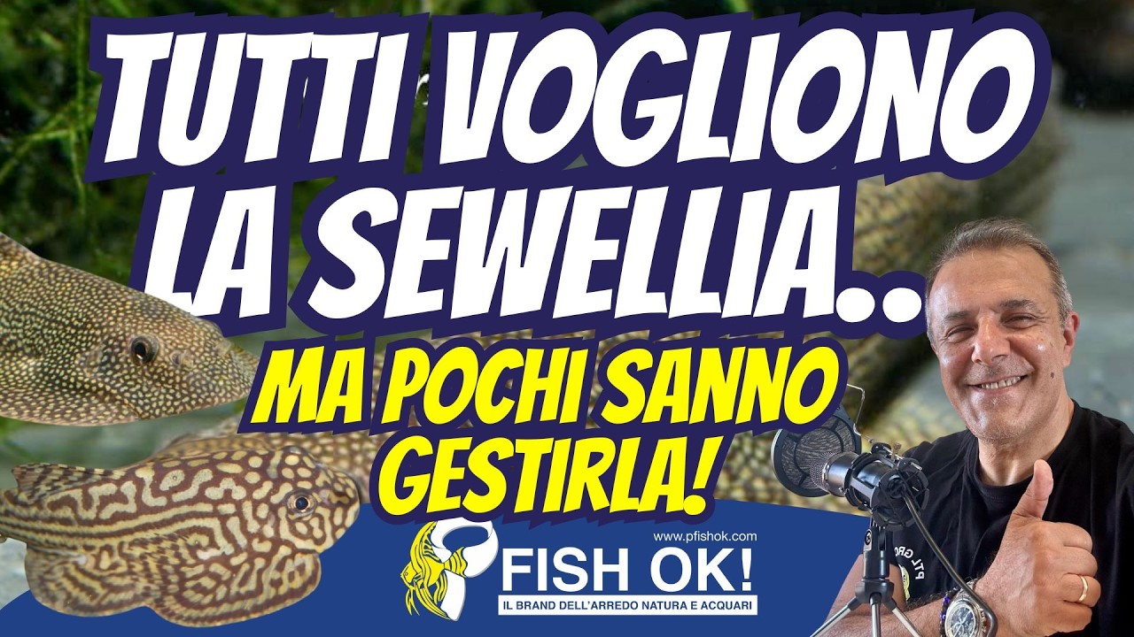 👉 Tutti vogliono la Sewellia… ma quasi nessuno sa gestirla davvero