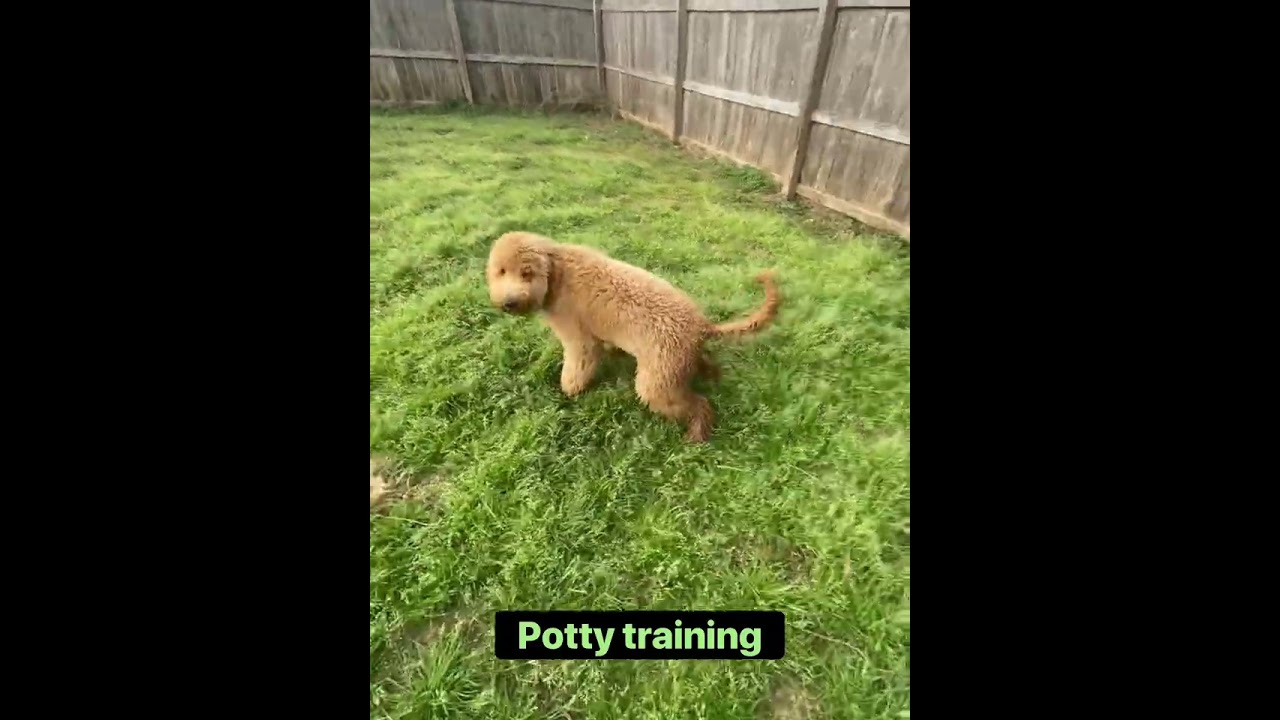 Chipper-Goldendoodle 