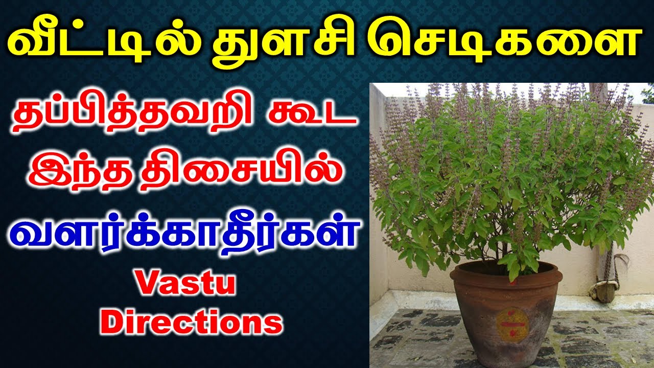 வீட்டில் துளசி செடிகளை தப்பித்தவறி கூட இந்த திசையில் வளர்க்காதீர்கள்|Vastu Plant| T Tamil Technology