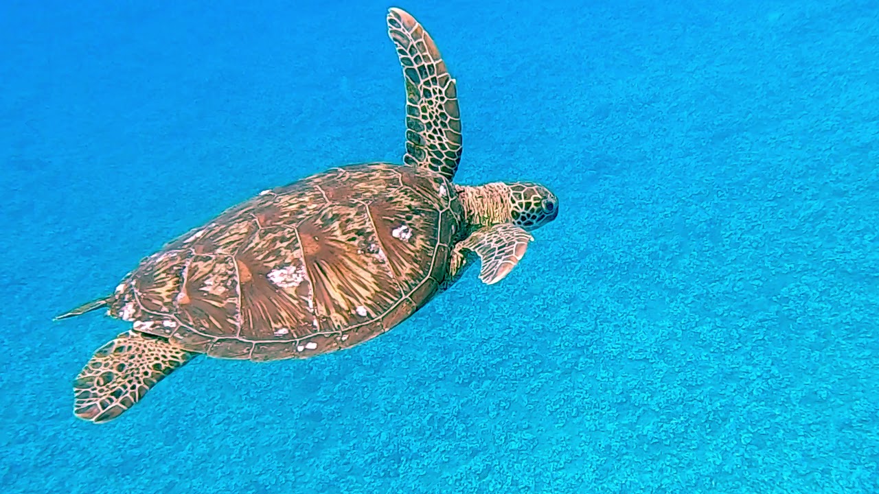 GUAM Diving 2020
