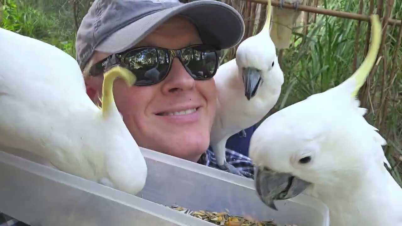 Surrounded by beautiful wild cockatoos