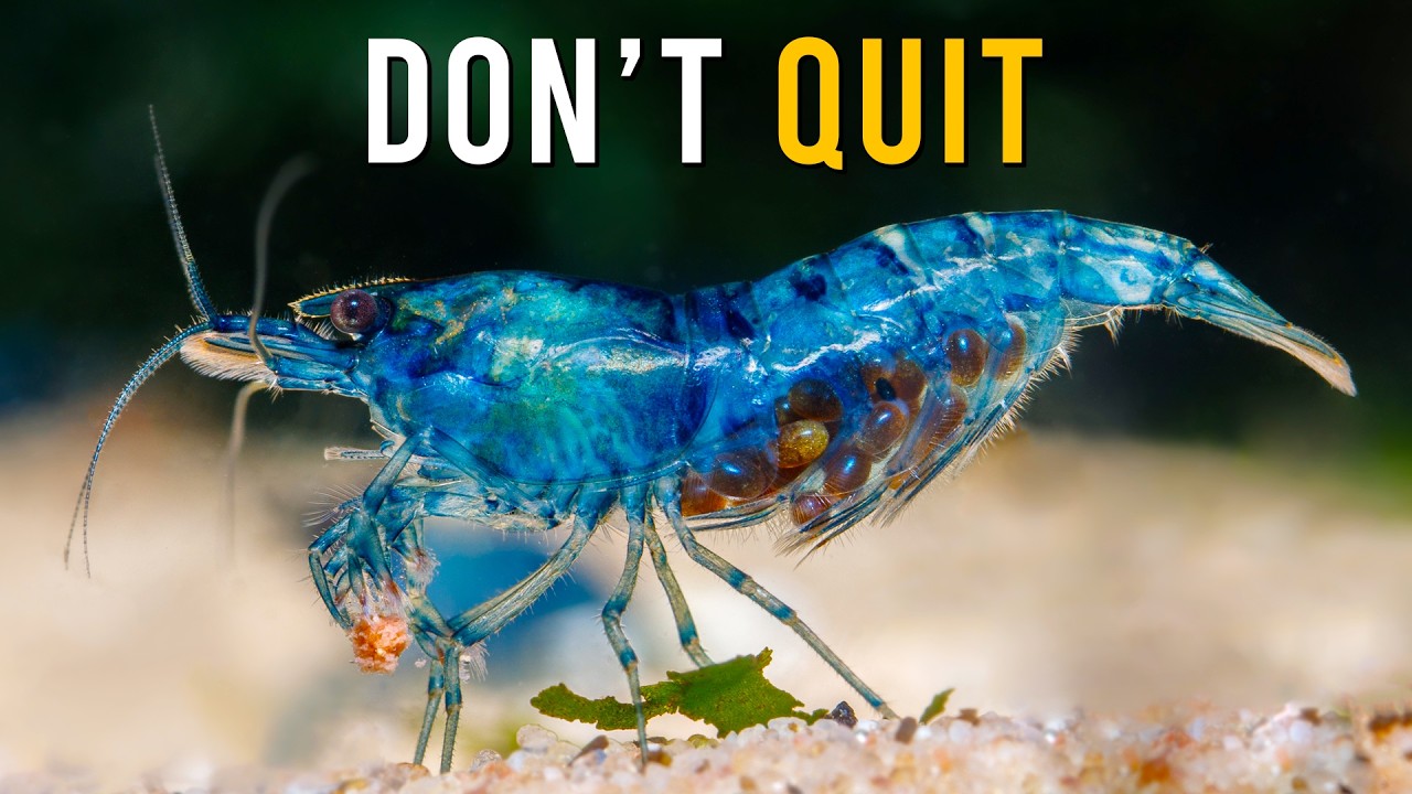 11 BRUTAL Mistakes I've Made With Aquarium Shrimp Over The Years
