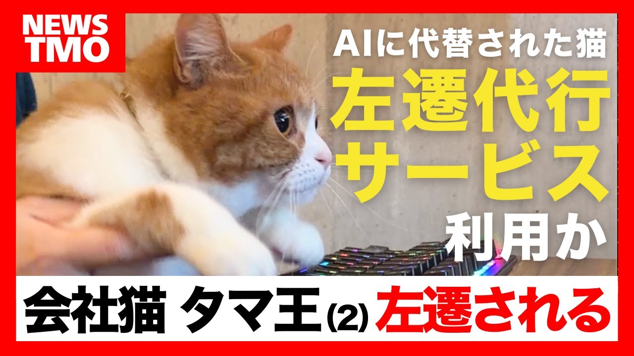 【🚨速報】会社猫 タマ王(２) 左遷される