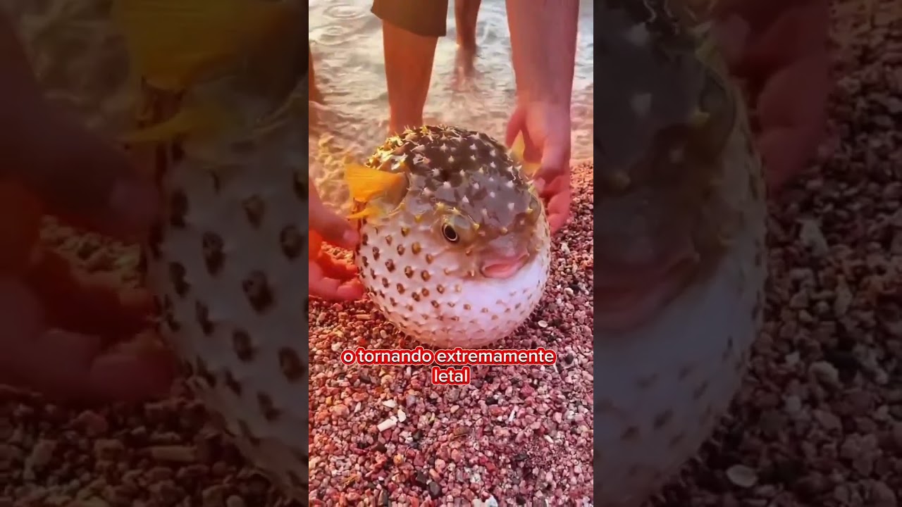 os animais mais mortais do mar! (baiacu) #yearofyou #curiosidades #mar #oceano #baiacu #mortal