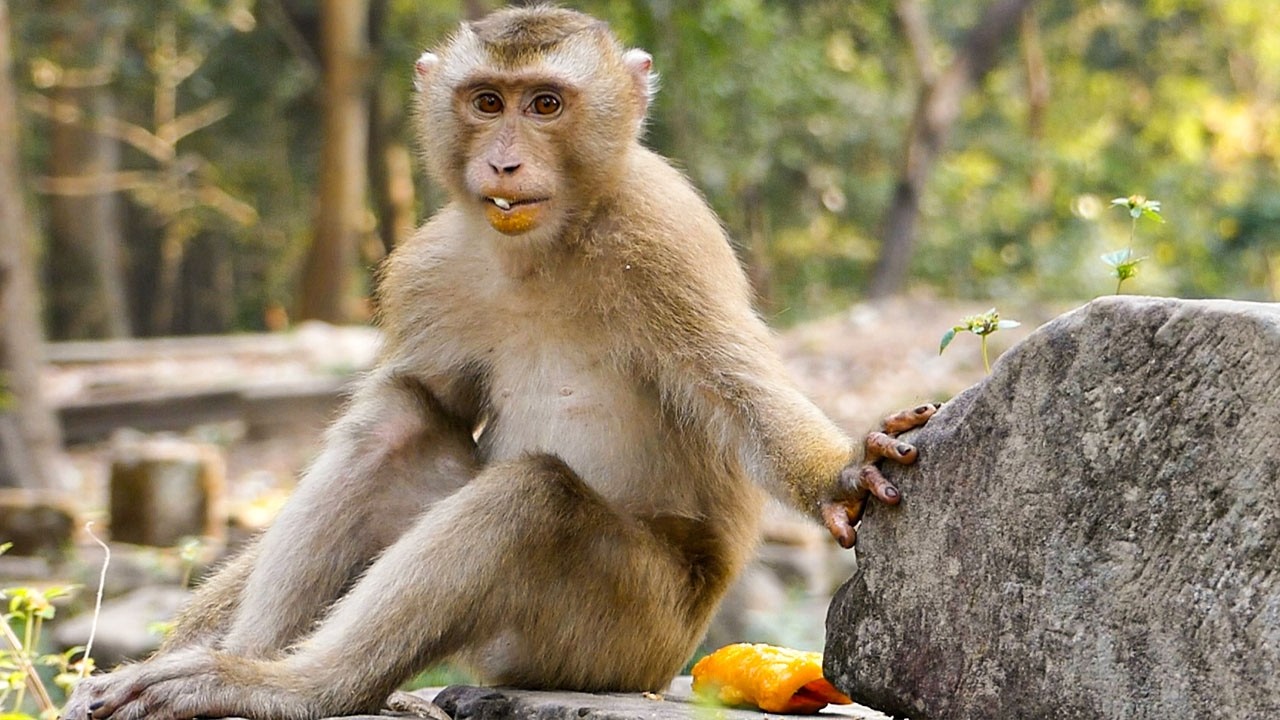 Nature without rush |Monkey Leo peacefully eats mango with his lovely mom, Libby