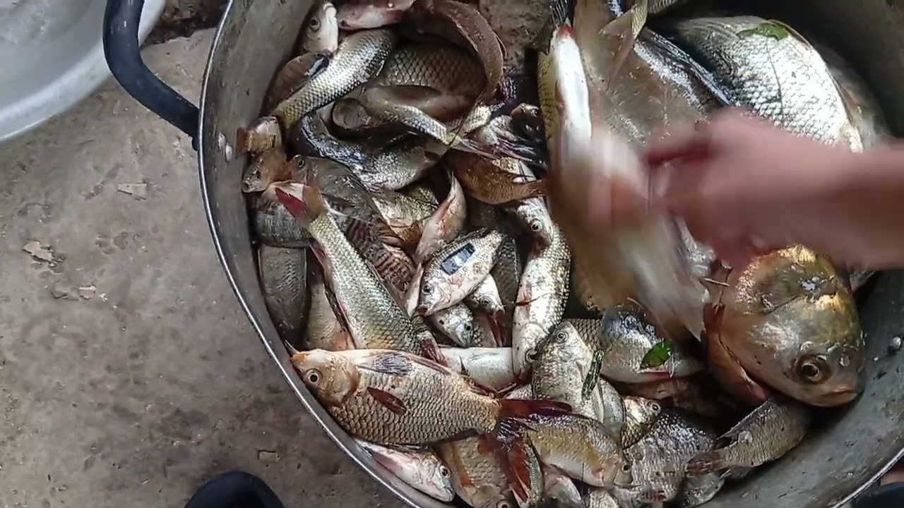 Mở ao đầy cá #aolang #cachep #ongcongongtao 