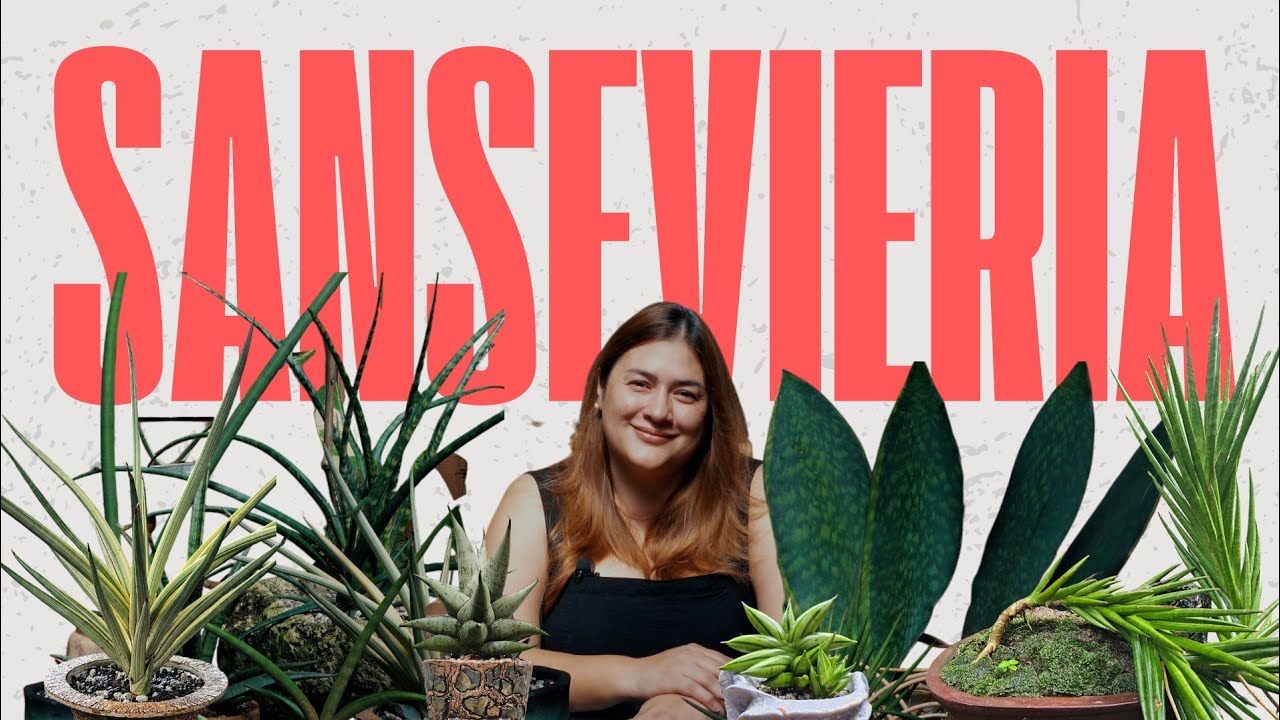 SANSEVIERIA | The Perpetually Modern and Incredibly Resilient Aesthetic 