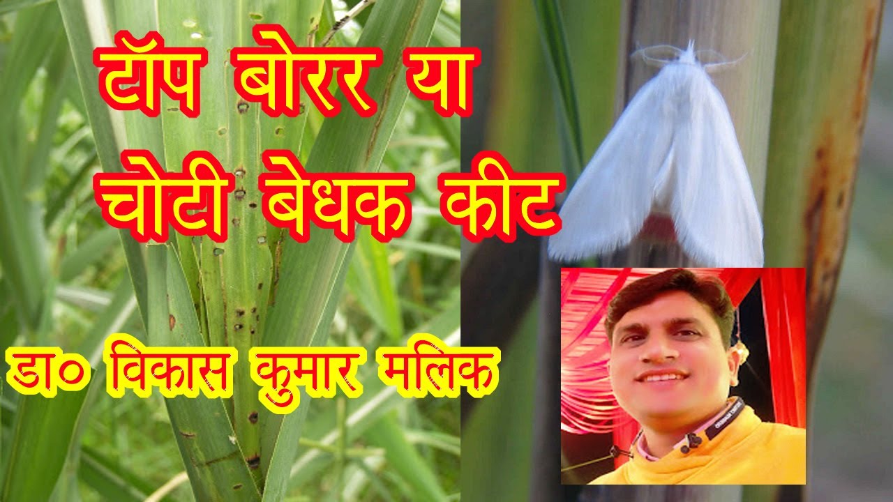 Top borer (Choti bedhak aur agola bedhak keet) insect ki pehchan avam uska niyantran.