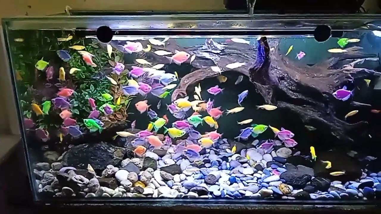 AIR AQUARIUM MASIH SERING KUNING? PAKAI CARA INI...