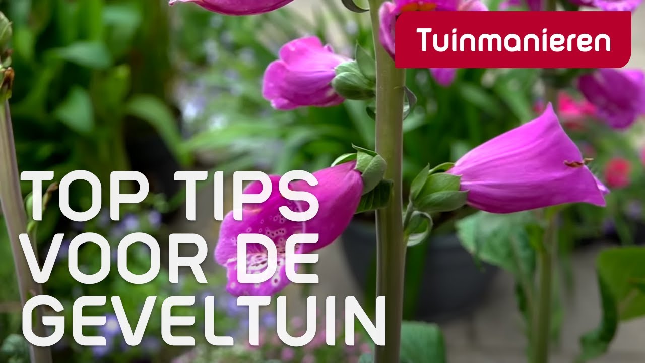 Wat zet je in je geveltuin? | Tuinaanleg | Tuinmanieren