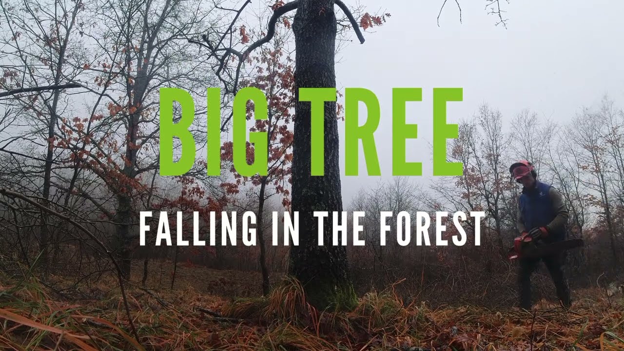 How to fall Big Tree  -  FOGGY FOREST