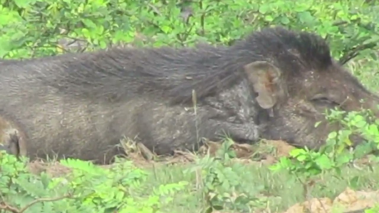 Wilpattu National Park | More Than Leopards, It Heals Your Soul