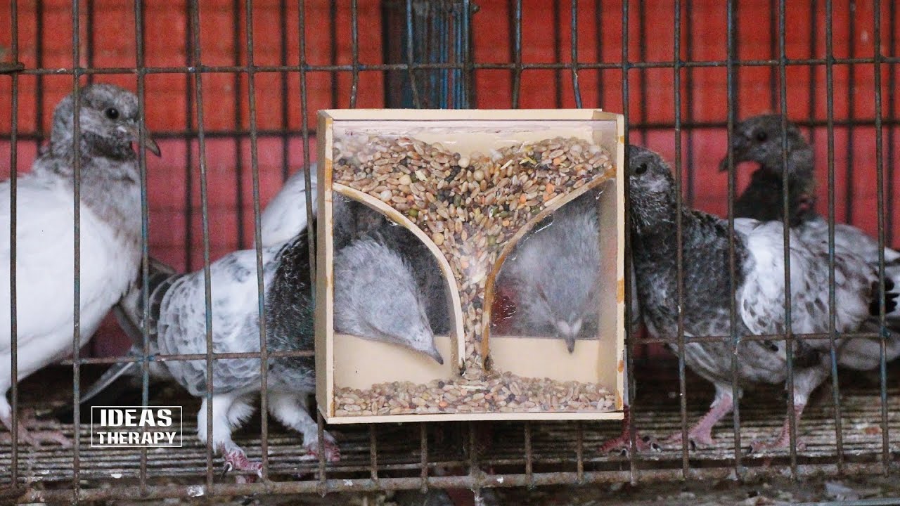 How To Make Automatic Unique Bird Feeder | Diy Bird Feeder | Homemade Birdcage | Plastic Bird Feeder