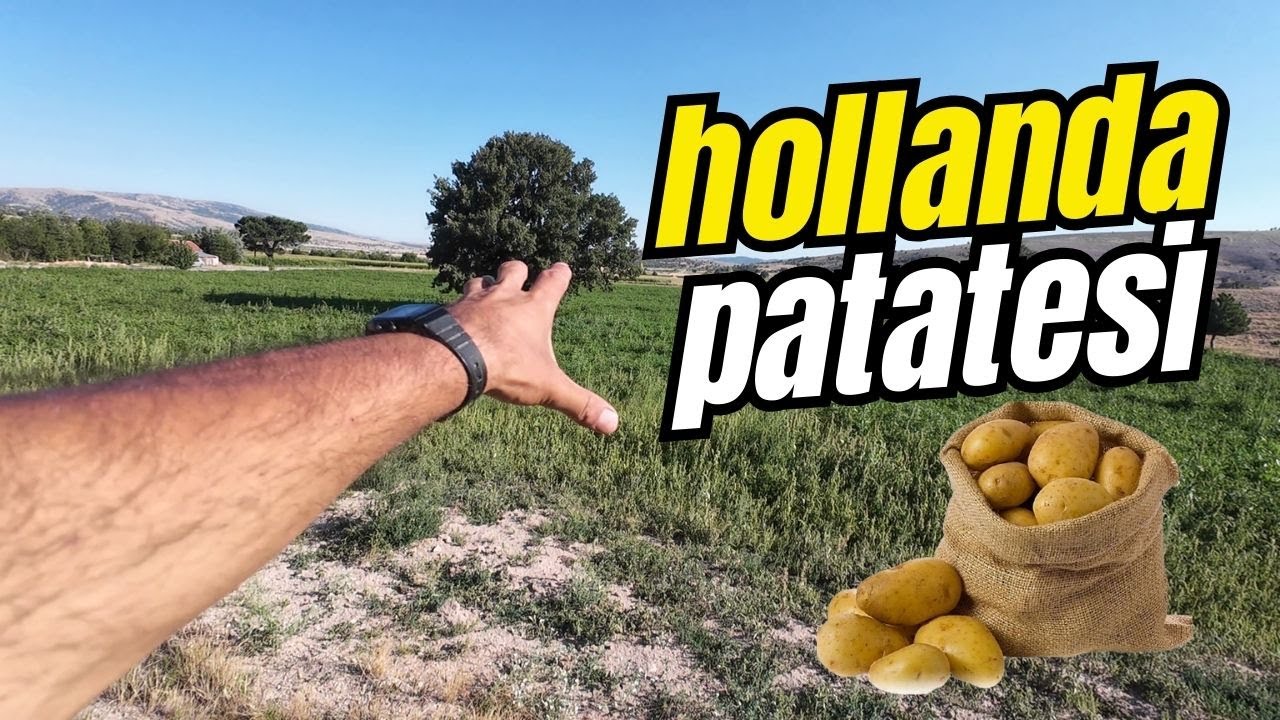 HOLLANDA AGRİA KIZARTMALIK PATATES TARLASINDA Yabani Tavşan - AMSTERDAM PATATES