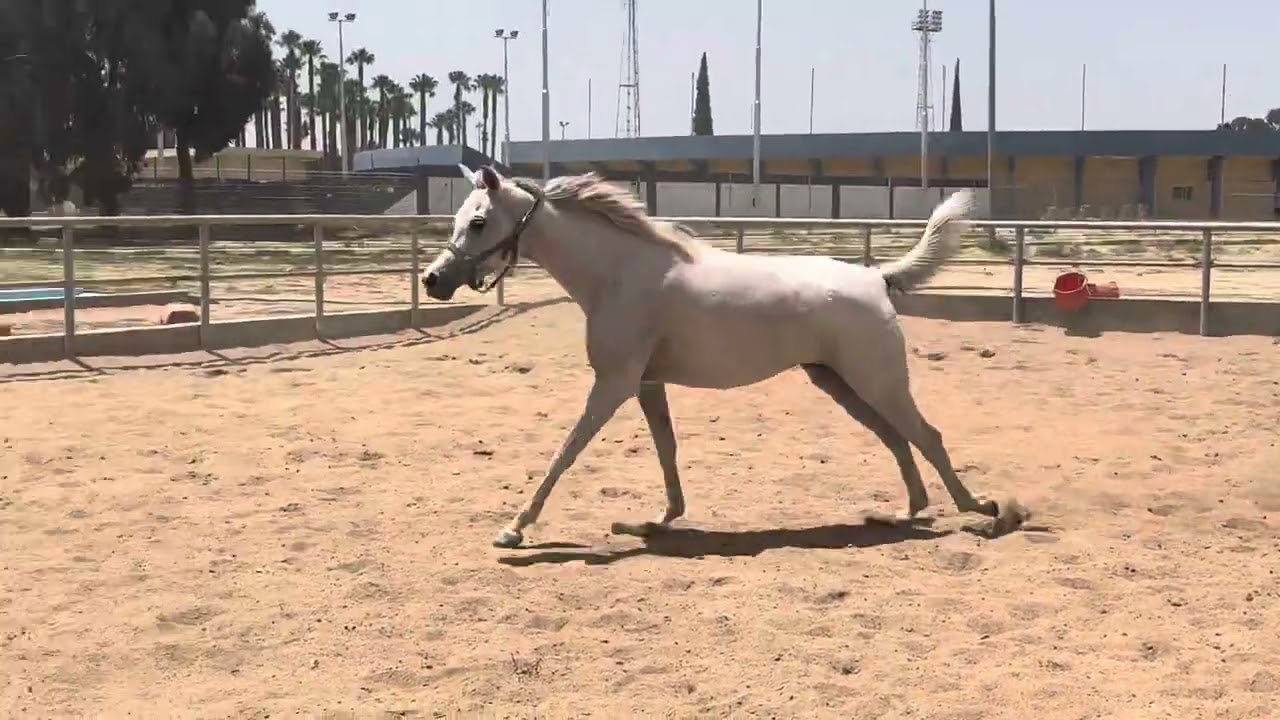 #youtube #youtuber #youtubeshorts #horselover #arabianhorse