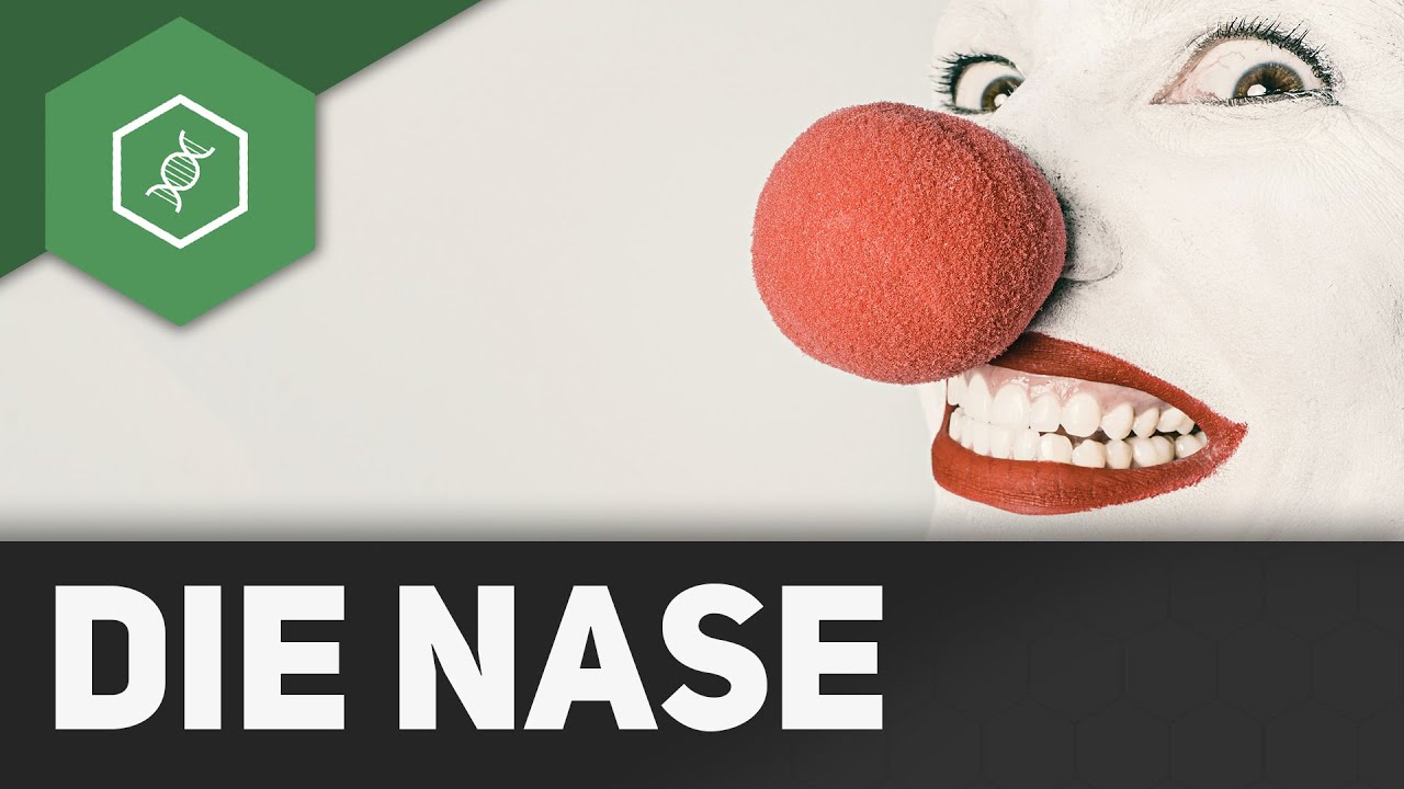 Die Nase &ndash; Organe des Menschen
