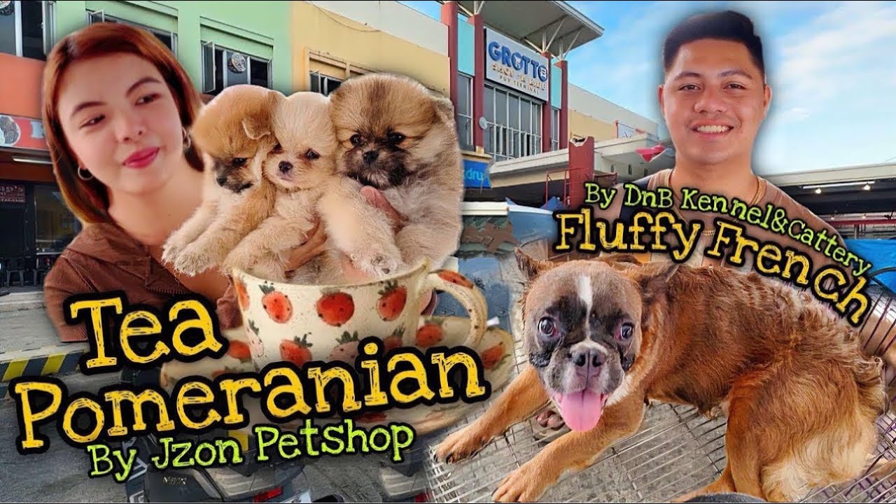 MGA CUTIES  NA TEACUP POMERANIAN | GROTTO ASO SERYE PART 2 | JANUARY 19, 2025