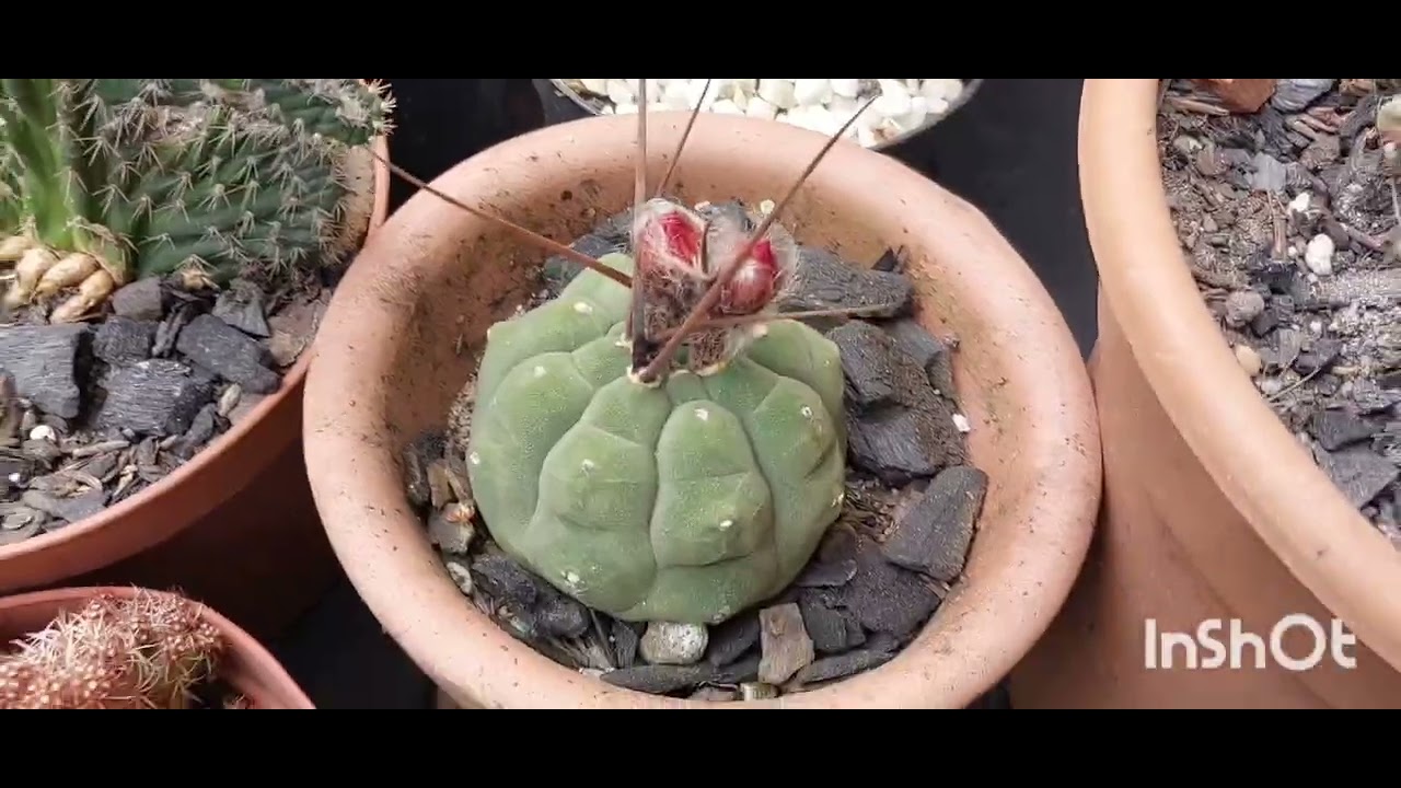 QUAIS OS CACTOS QUE MAIS FLORESCEM NA PRIMAVERA?AS FLORES DOS ECHINOPSIS SÓ ABREM NA MADRUGADA...