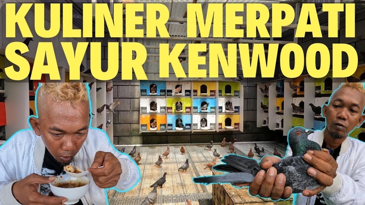 IDR 1JUTAAN .. RECOMENDASI BAHAN MERPATI KOLONGAN TRAH MEWAH DI BOGOR