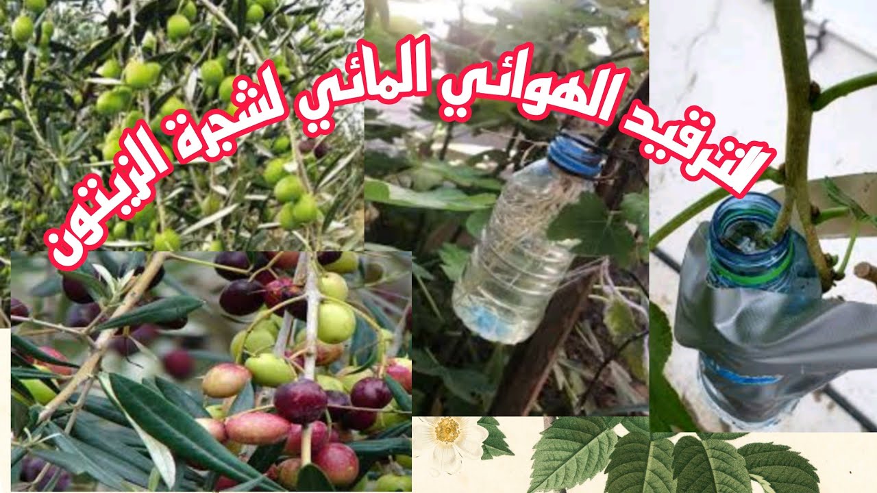 الترقيد الهوائي المائي لشجرة الزيتون افضل طريقة لتكاثر الزيتون 2021