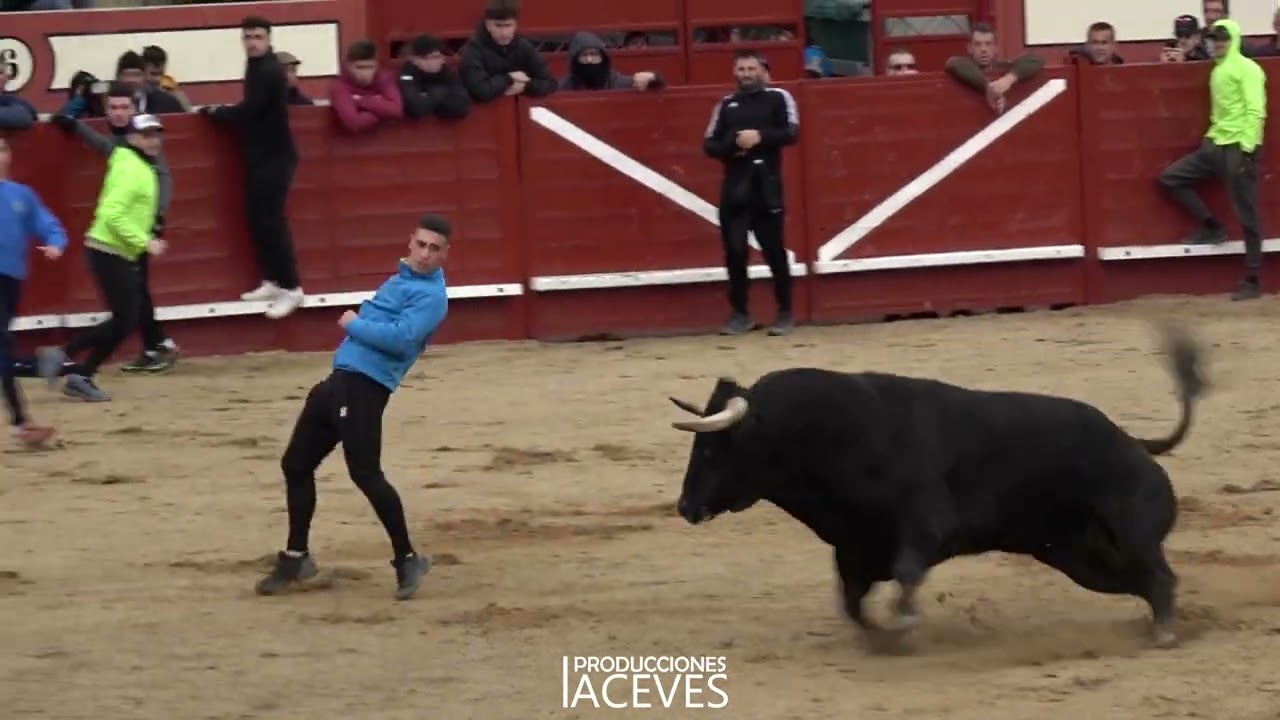 2 Toros desde Cajón en Arévalo
