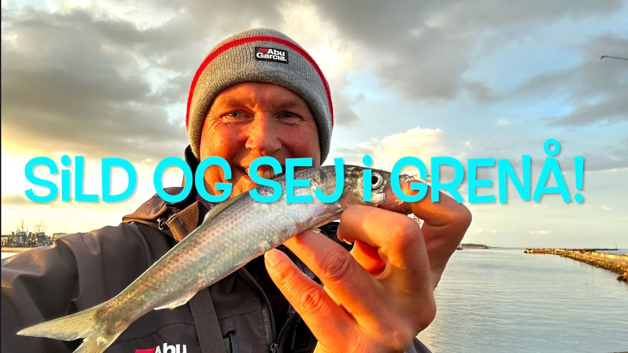 Sild og sej i Gren&aring;! 