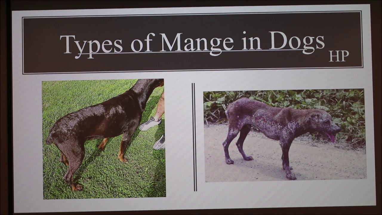 Mange in Dogs
