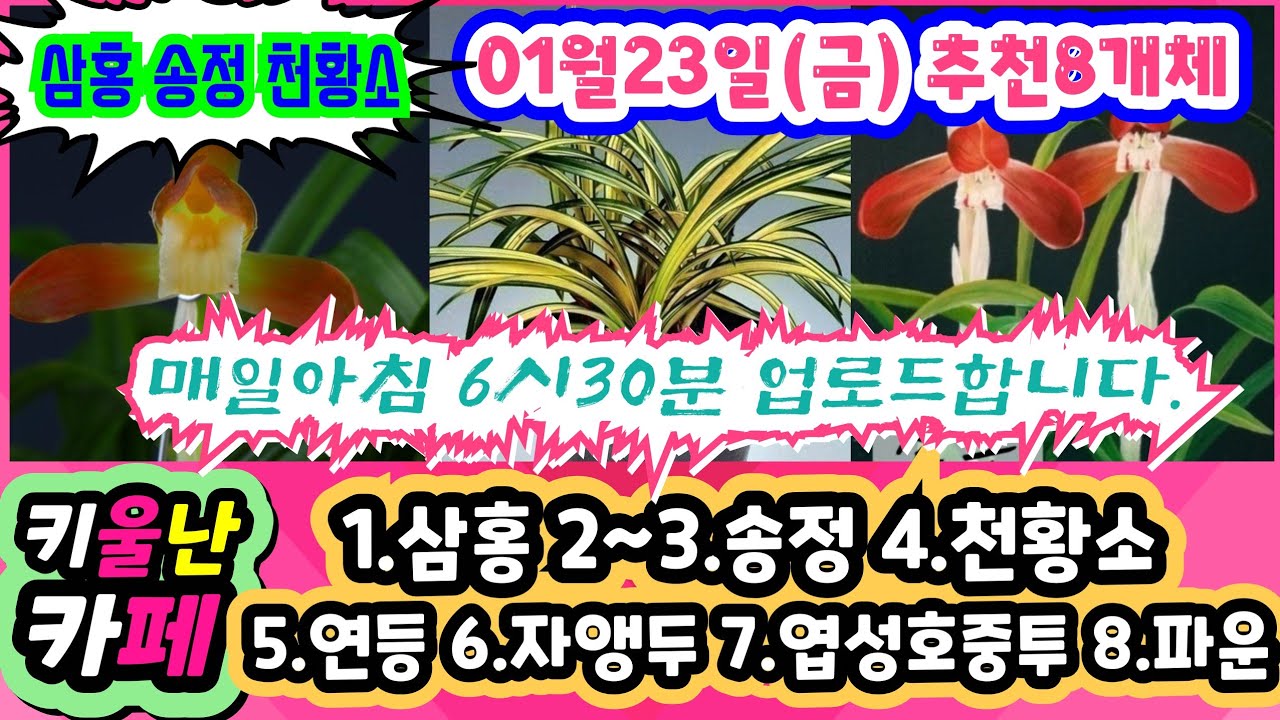 01/23(금) #한국춘란 #키울난카페 [1.삼홍 2~3.송정 4.천황소 5.연등 6.자앵두 7.엽성호중투 8.파운]#orchid 