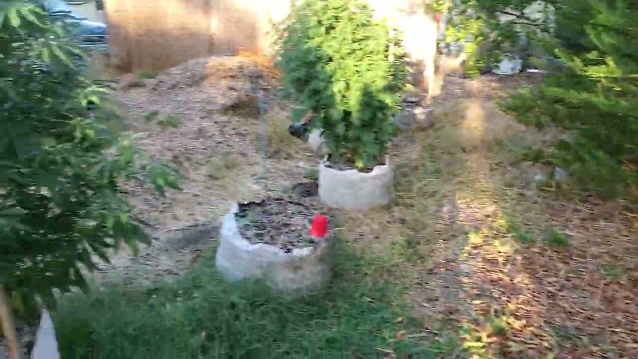 45 gallon bags cannabis Humboldt Seed CSI Humboldt #gardening #organic #sungrown #cannabis