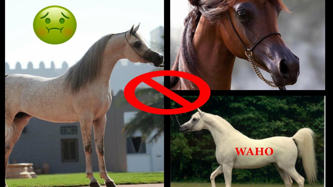 The Original Arab Horses