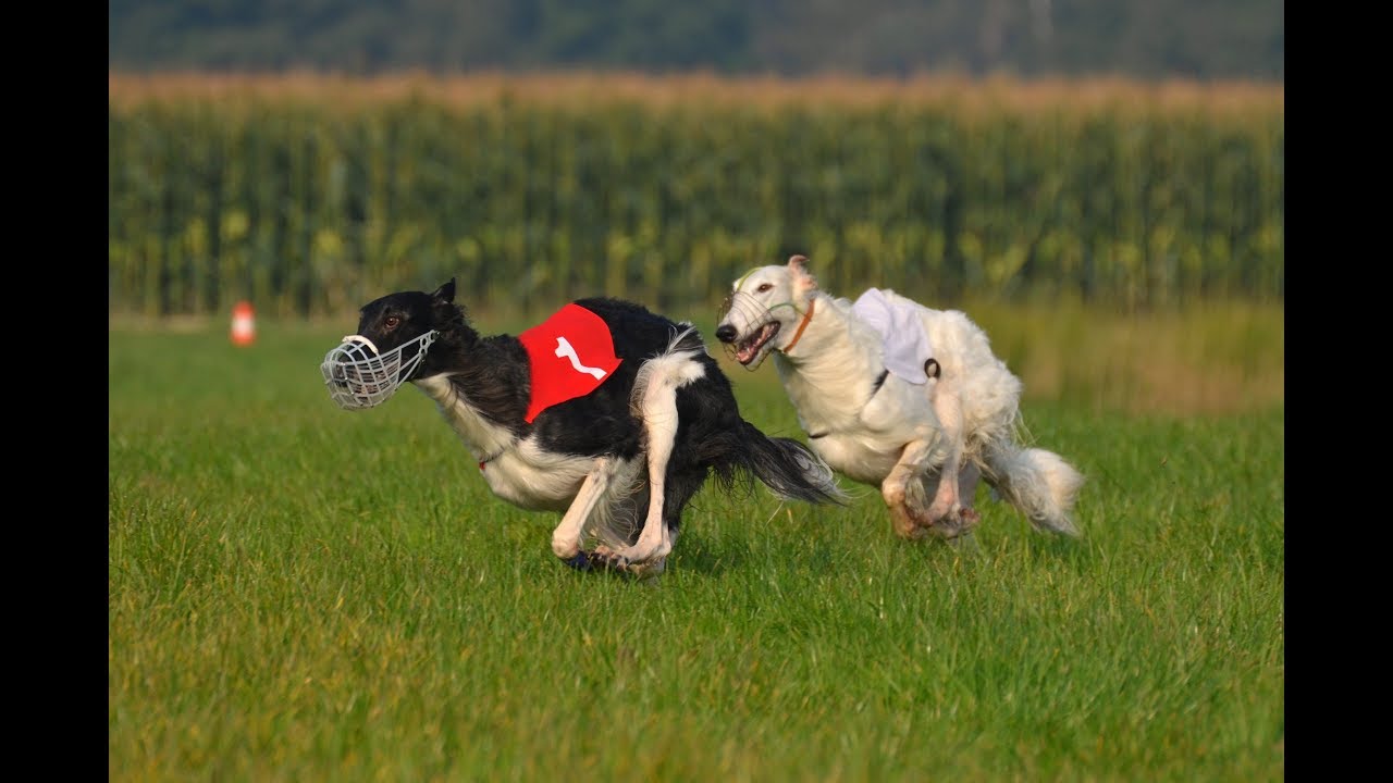 Top Dogs: Lure coursing in Abbotsford, B.C.
