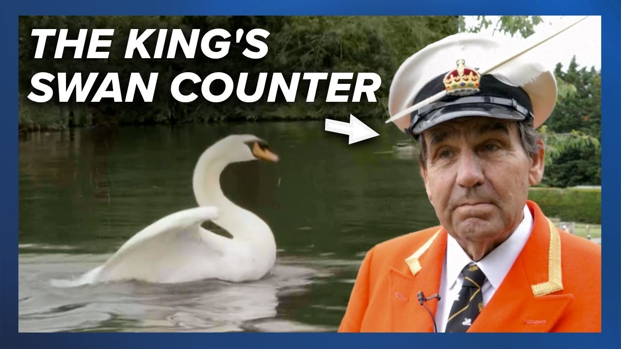 🦢 It’s swan upping time, the annual count of King Charles III’s swans