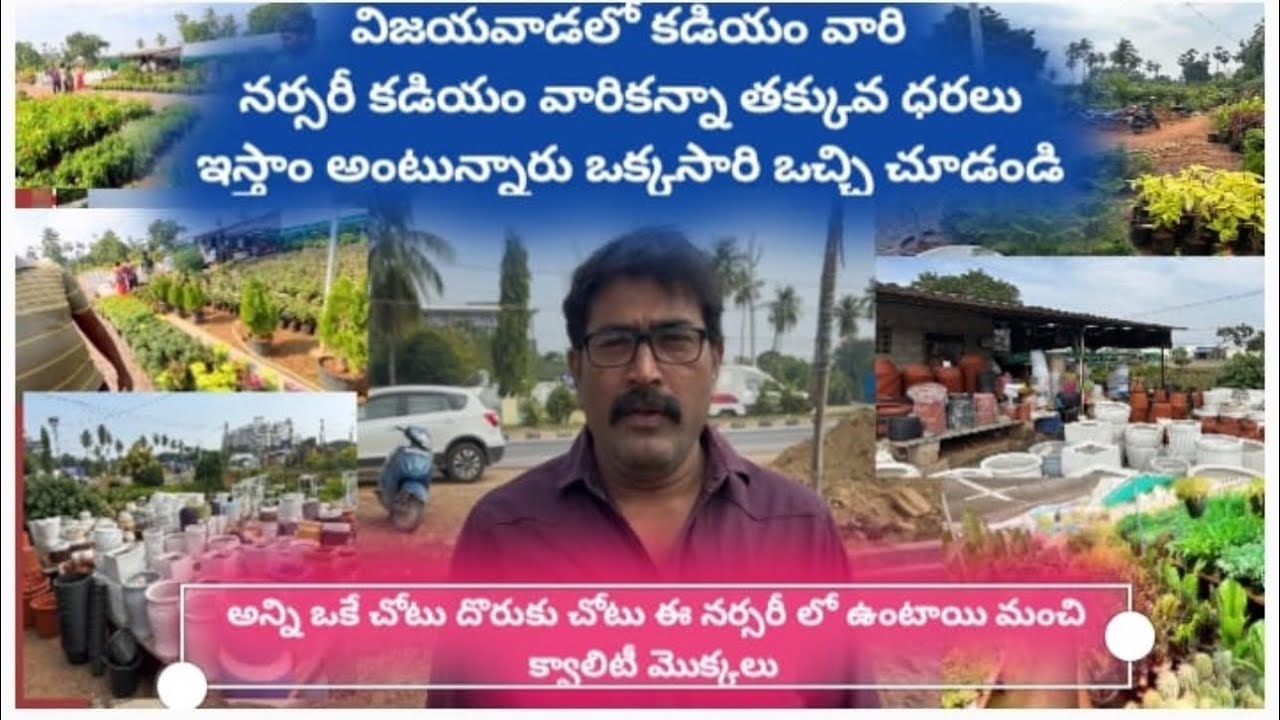 విజయవాడలో కడియం వారి నర్సరీ కడియం కన్న తక్కువ ధరకే ఇస్తాం అంటున్నారు ఒక సారి వస్తే మీకే తెలుస్తుంది#