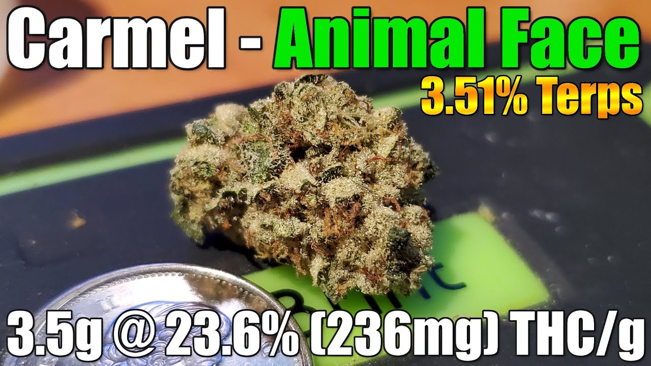 Carmel - Animal Face - Unboxing Review - 3.5g @ 23.6% (236mg) THC/g 3.51% Terps (+Extreme Closeups)