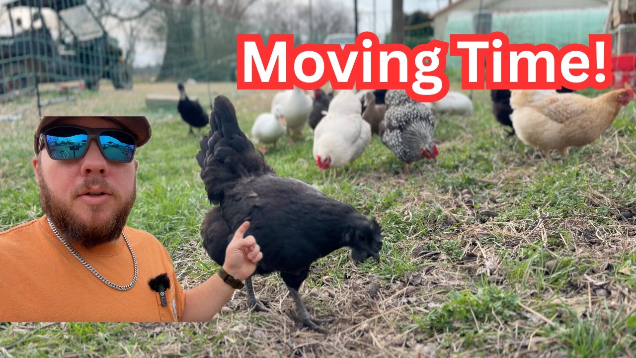 Moving Day with the Chickens and Ducks
