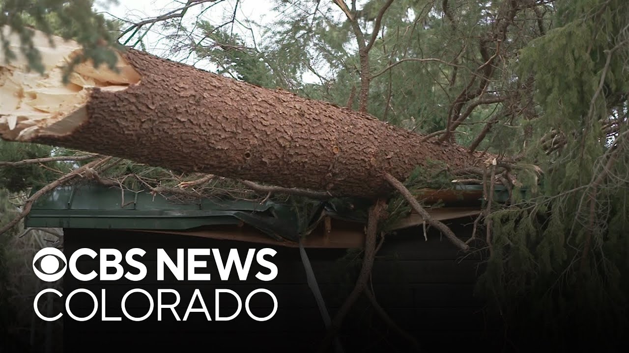 Evergreen residents deal with fallen trees after powerful winds