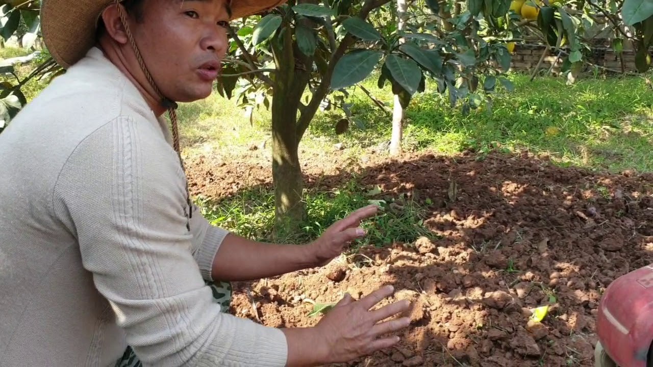 XỚI ĐẤT + BÓN PHÂN THÁNG 10+11 ÂM LỊCH