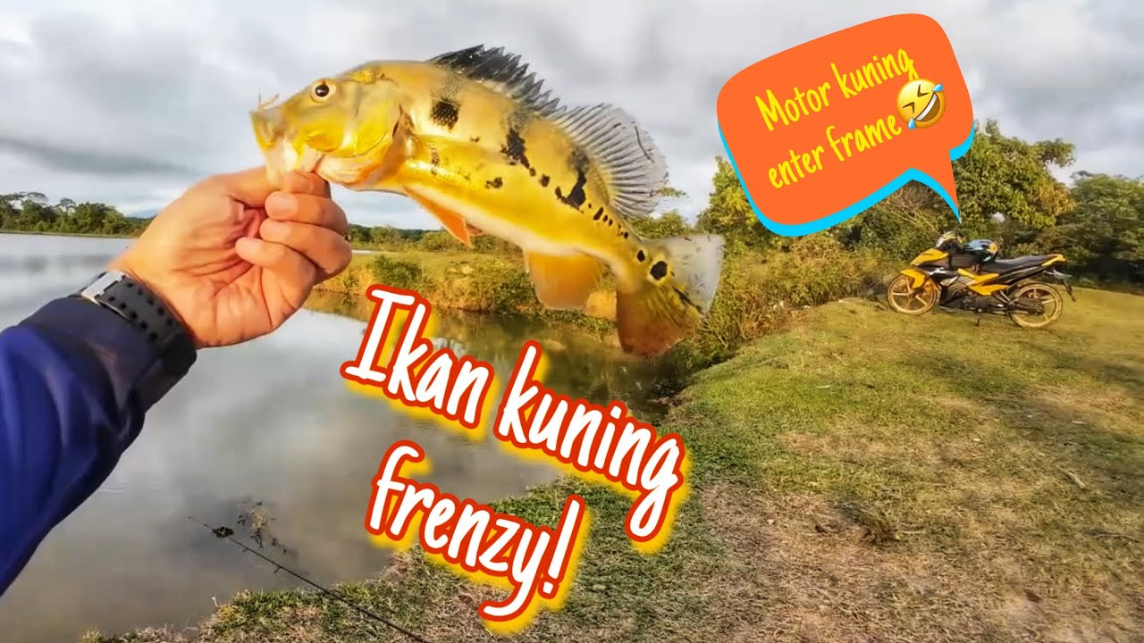ONE CAST ONE FISH PEACOCK BASS CENDOL PULUT