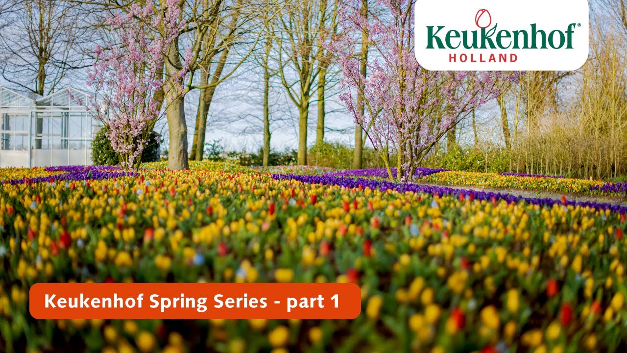Keukenhof Spring Series part 1 | Keukenhof 2021 🌷