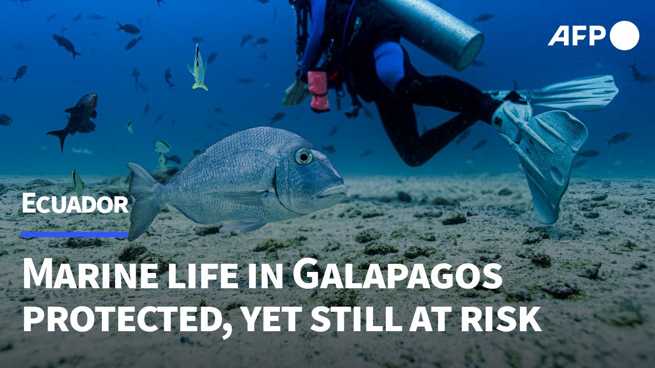 Marine life in Darwin's Galapagos protected, yet still at risk | AFP