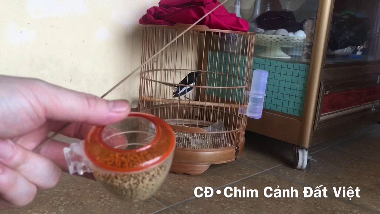 Mẹo Hay Cách Thuần Choè Than Bổi Siêu Tốc