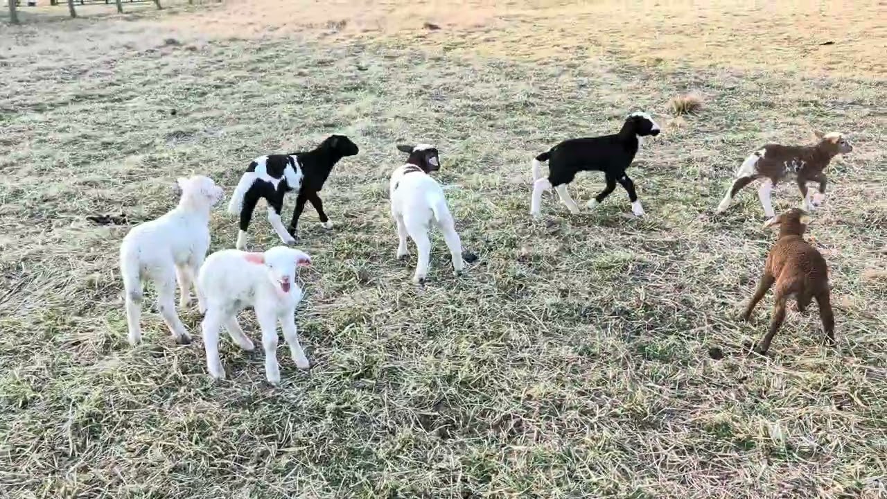 Lamb zoomies as the sun sets. #lambing #farmlife  #sheep