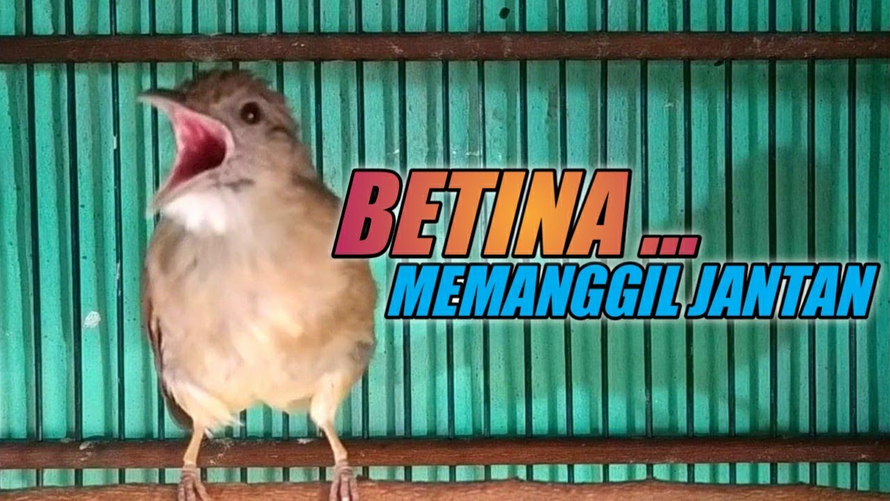 Kapas tembak betina memanggil jantan 100% jantan Nyaut Gacor