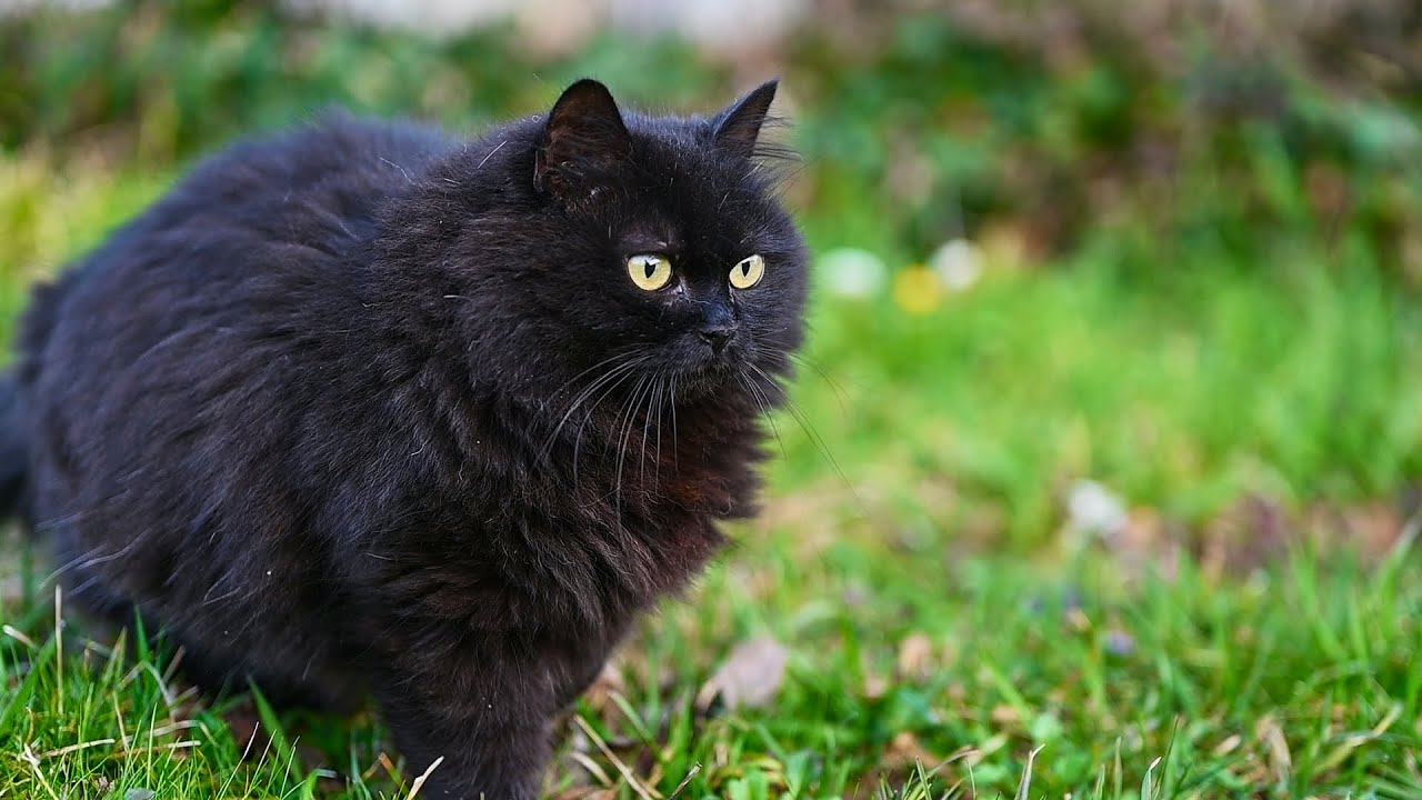 AMAZING Day in the Cat Garden! 4K, ASMR, No Music