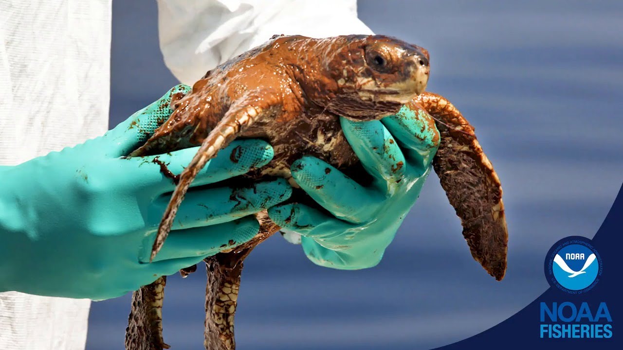 Deepwater Horizon: Impacts of the Spill Ten Years Later
