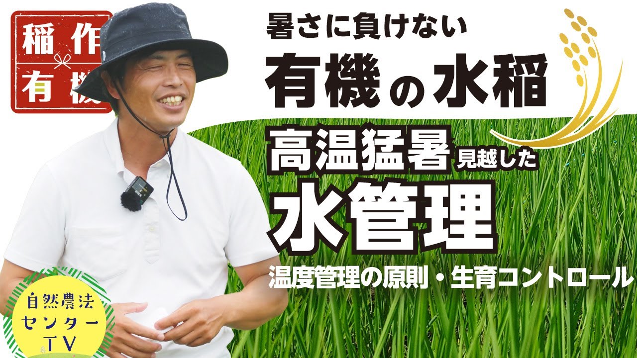 猛暑高温の水管理　品質・収量を狙う温度管理の原則と稲の生育　暑さに負けない『有機の米づくり』　【稲作有機 by 自然農法センター】